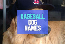 Collection of Baseball Dog Names: A Comprehensive List Of Ideas in a gallery layout