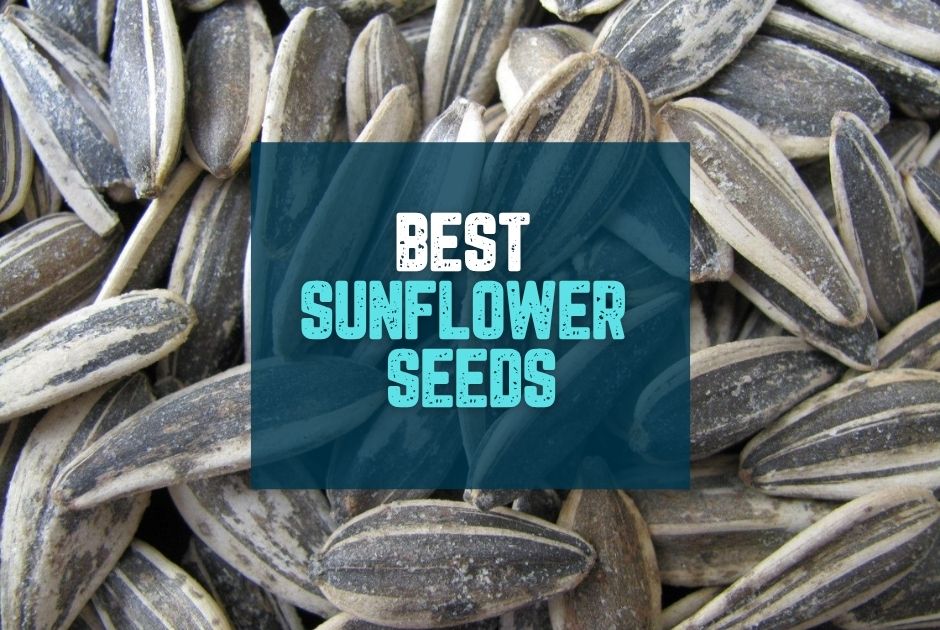 Collection of 20 Best Sunflower Seeds for Baseball Players in a gallery layout