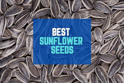 Collection of best sunflower seeds in a gallery layout