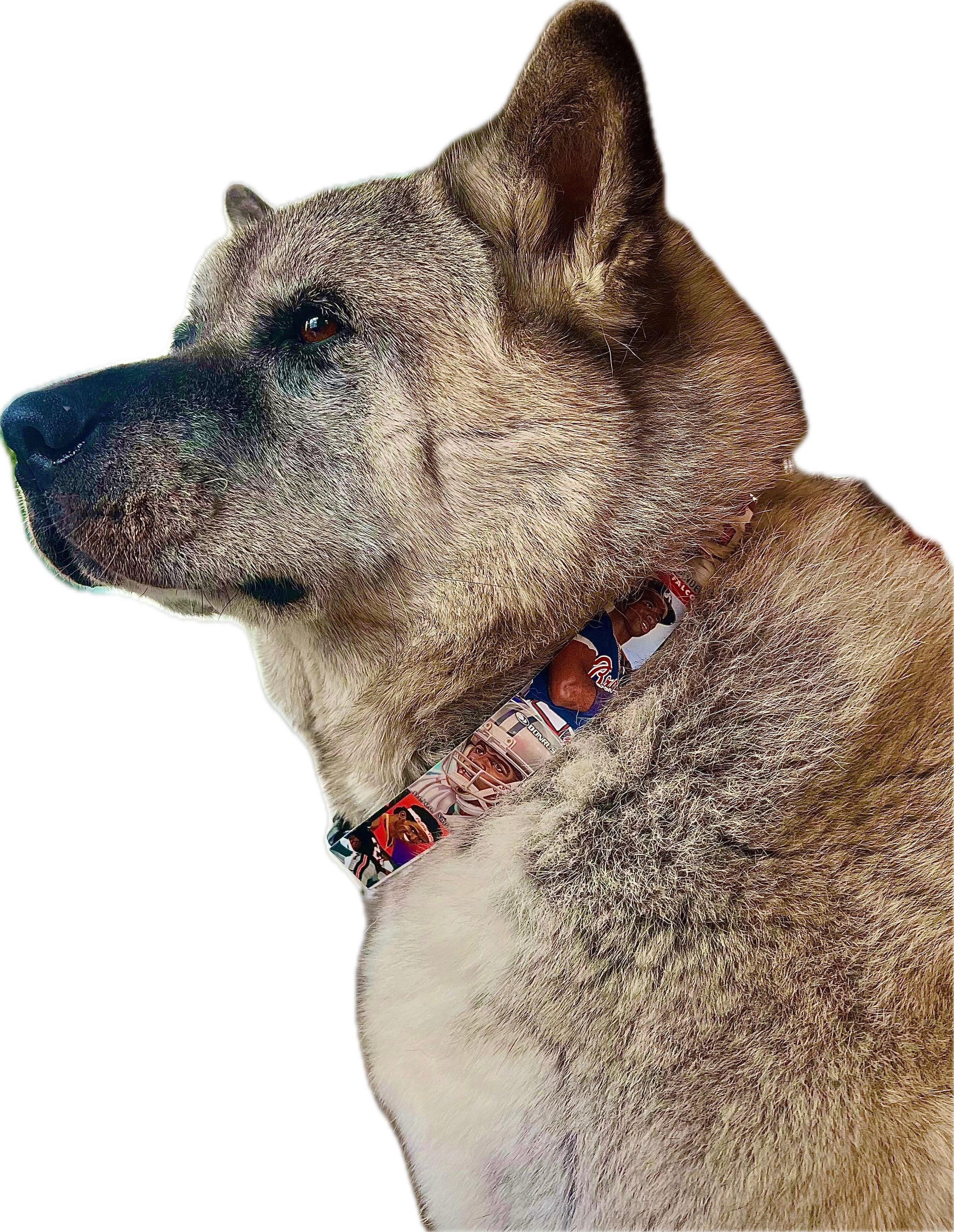 Collection of sports dog collars in a gallery layout