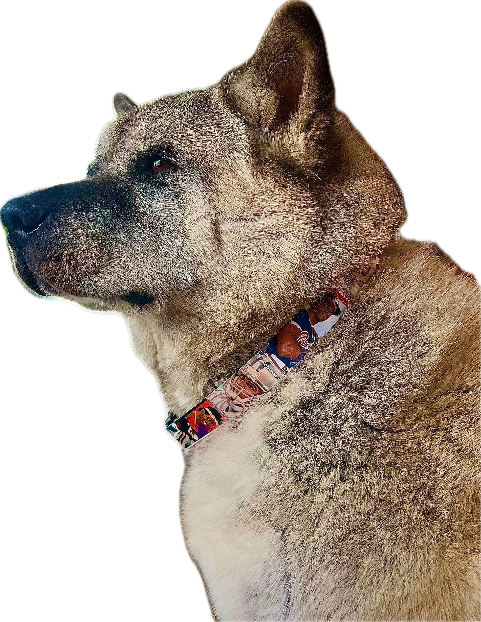 sports dog collars